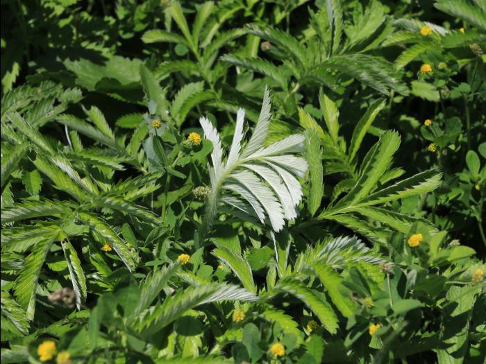 Potentille ansérine (Potentilla anserina)_15