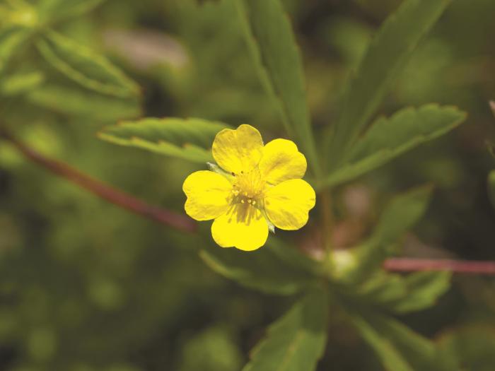 Potentille simple (Potentilla simplex)_1