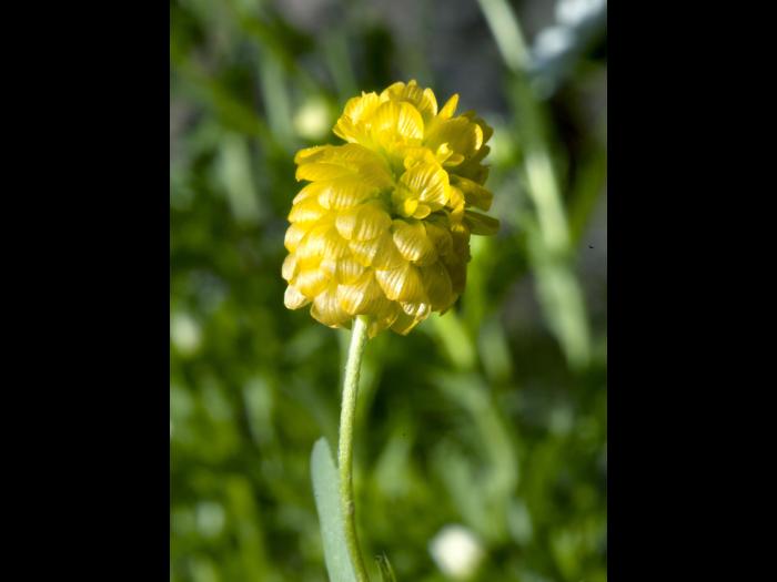 Trèfle doré(Trifolium aureum)_5