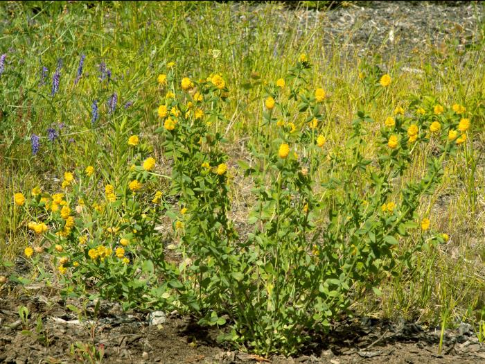 Trèfle doré(Trifolium aureum)_9