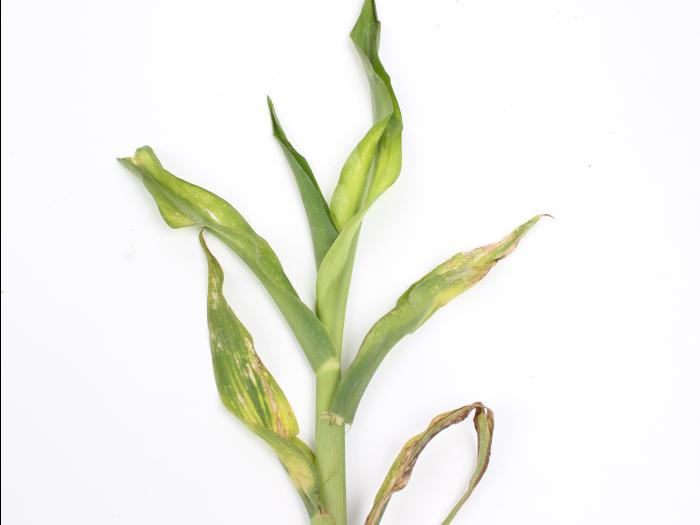 Maïs grain et fourrager - glyphosate (9)_13