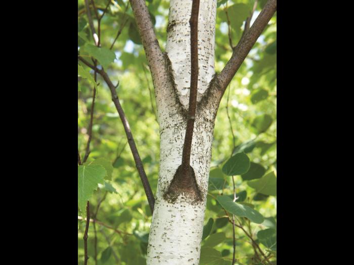 Bouleau gris(Betula populifolia)_5