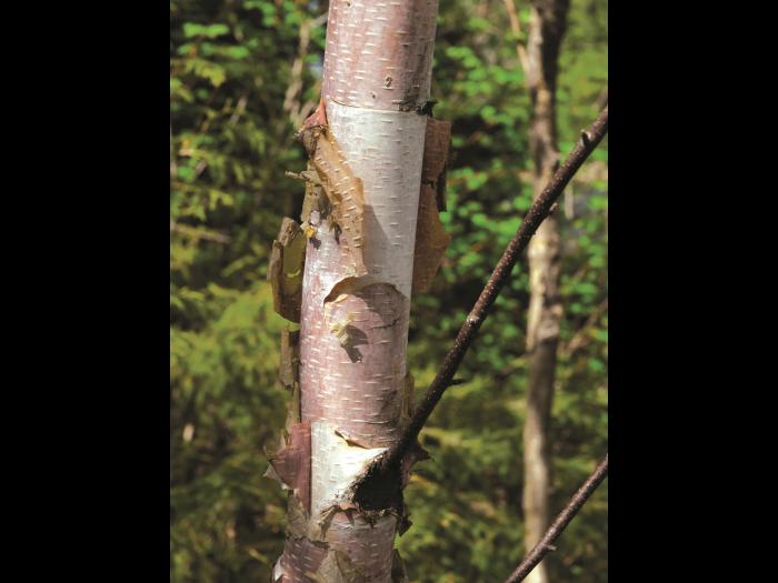 Bouleau blanc(Betula papyrifera)_2