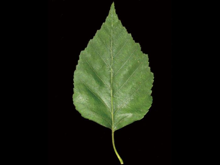 Bouleau blanc(Betula papyrifera)_5