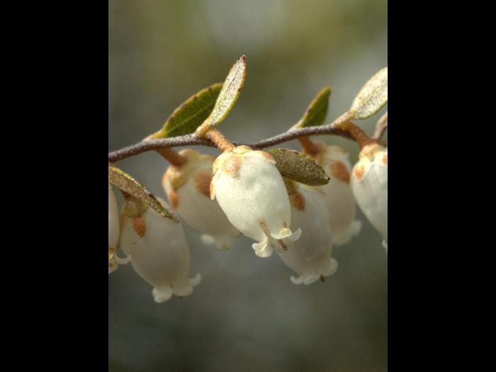 Cassandre caliculé(Chamaedaphne calyculata)_9