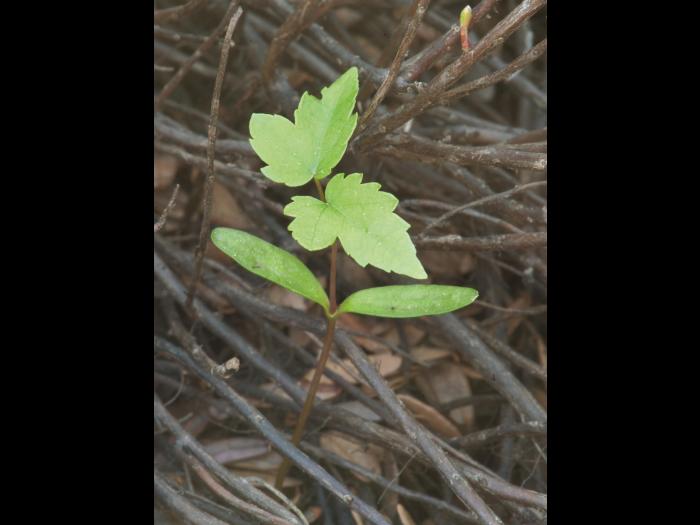 Érable rouge (Acer rubrum)_2