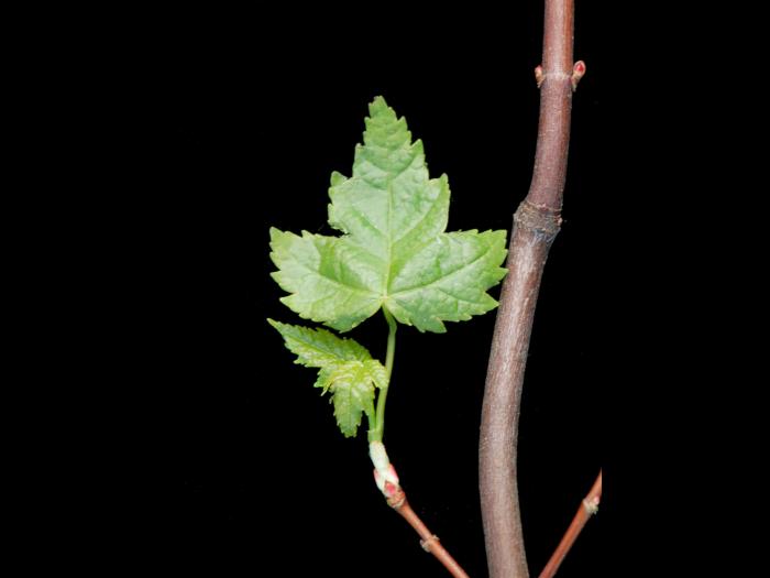 Érable rouge (Acer rubrum)_3