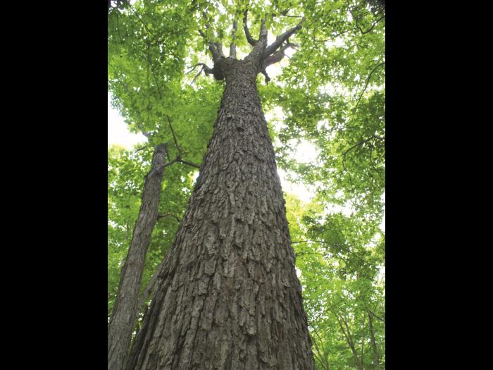 Érable rouge (Acer rubrum)_9