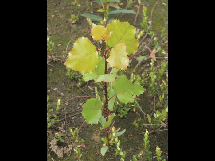 Peuplier deltoïde (populus deltoide)_1