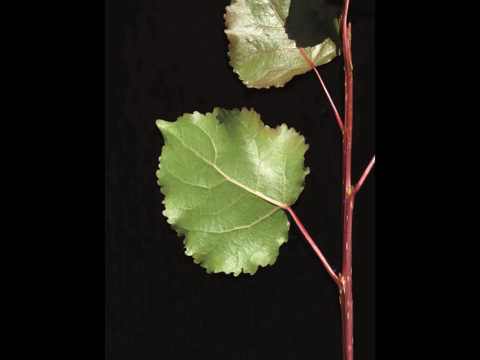Peuplier deltoïde (populus deltoides)_3