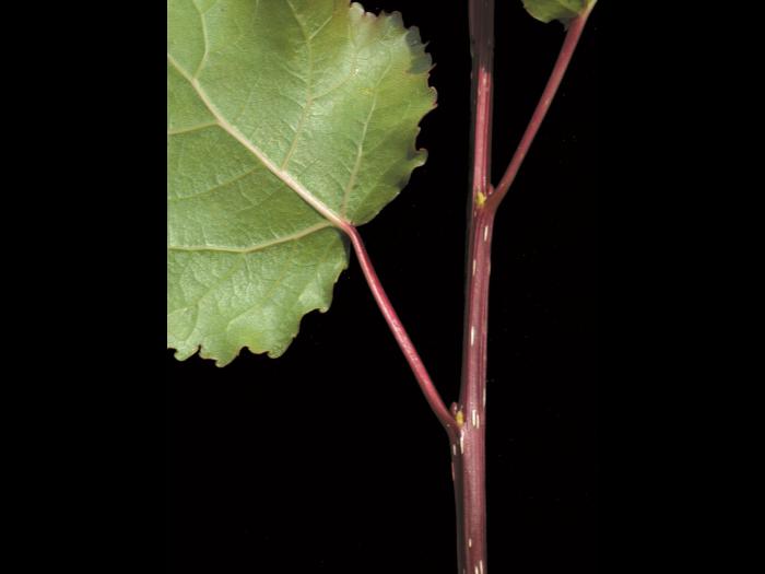 Peuplier deltoïde (populus deltoides)_4