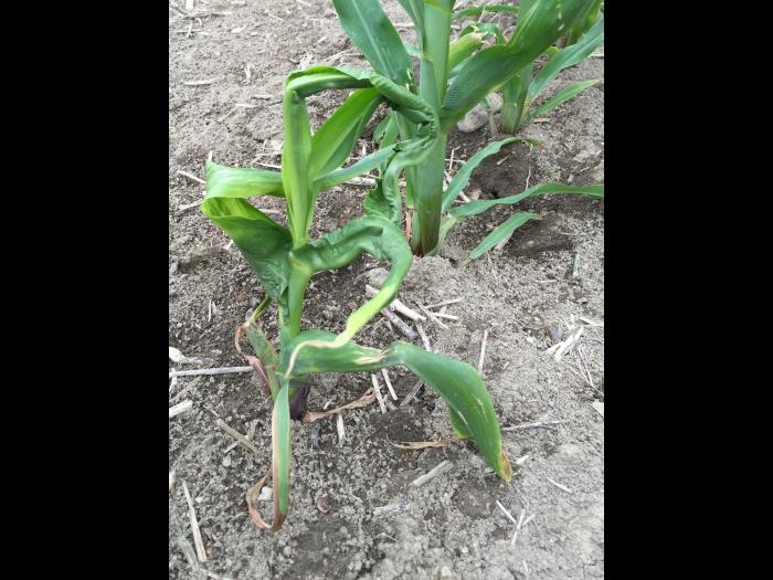 Maïs grain et fourrager - imazéthapyr (2)_10