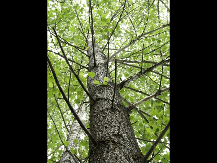 Peuplier baumier (Populus balsamifera)_9