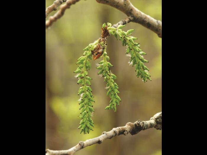 Peuplier faux-tremble (Populus tremuloides)_6