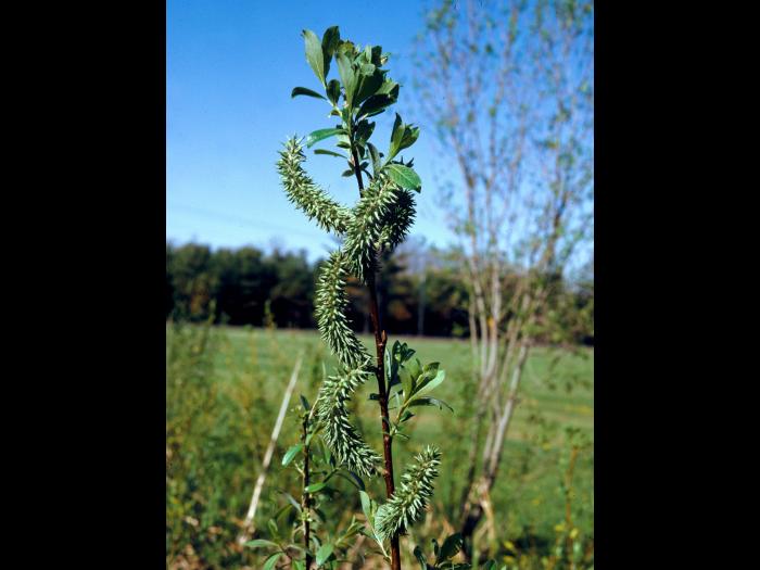 Saule discolore (Salix discolor)_9