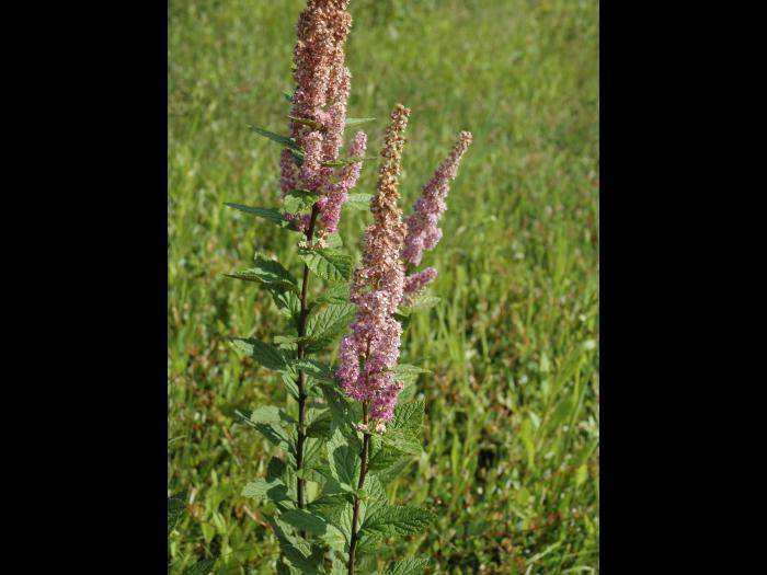 Spirée tomenteuse(Spiraea tomentosa)_5
