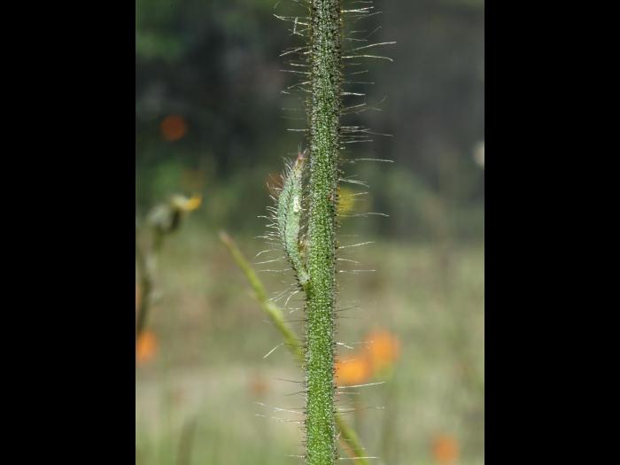 Épervière orangée(Pilosella aurantiaca)_6