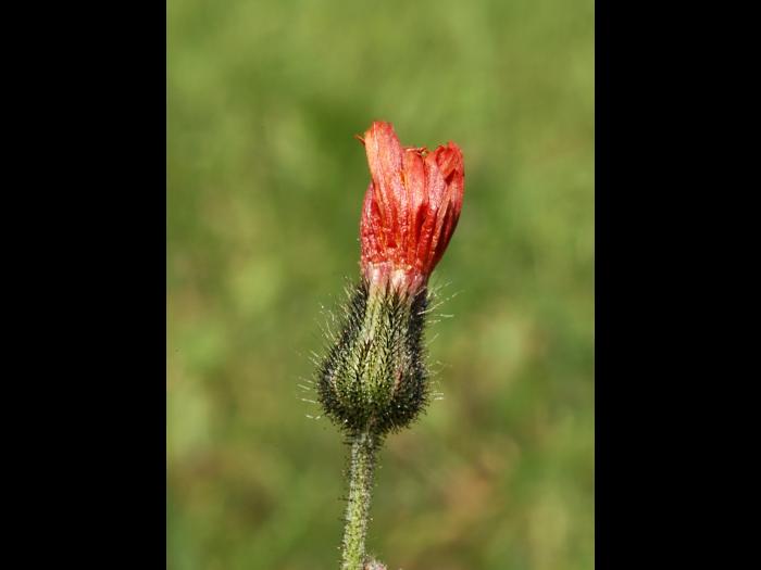 Épervière orangée(Pilosella aurantiaca)_7