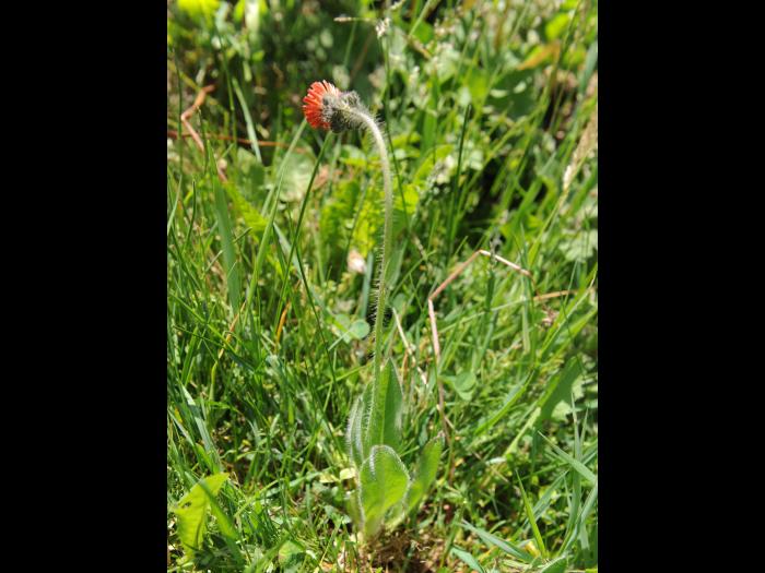 Épervière orangée(Pilosella aurantiaca)_13
