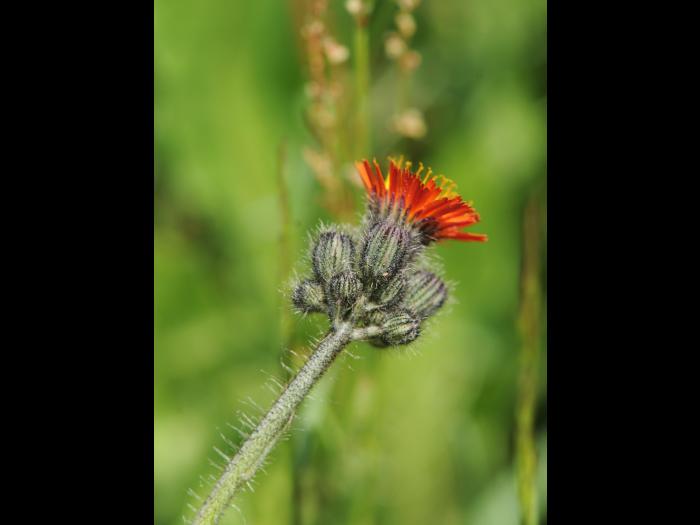 Épervière orangée(Pilosella aurantiaca)_14