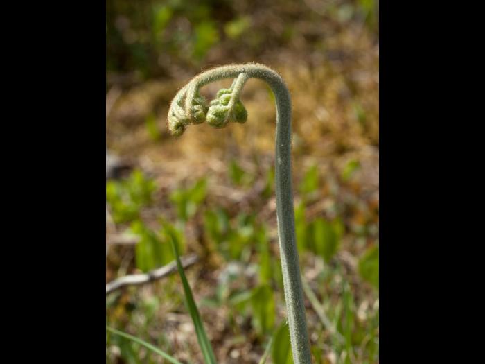 Fougère-aigle (Pteridium aquilinum)_4