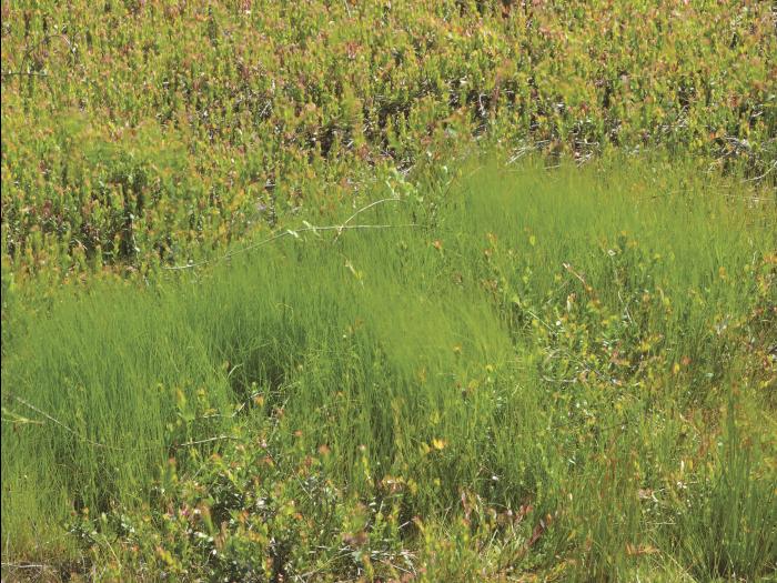 Agrostide scabre(Agrostis scabra)_7