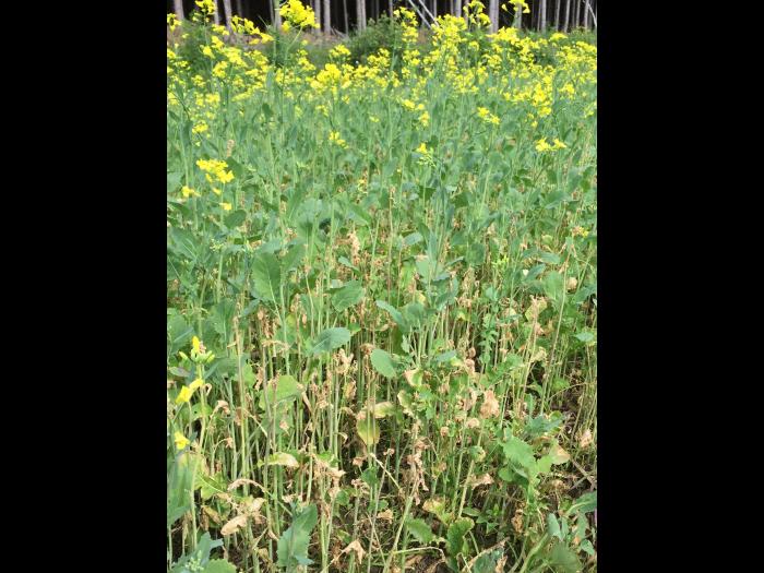 Canola - glufosinate d'ammonium (10)_2