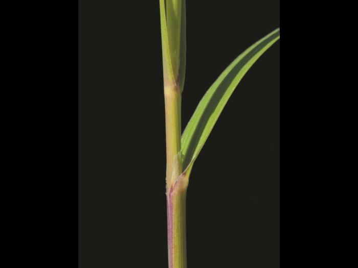 Calamagrostide Canada(Calamagrostis canadensis)_4