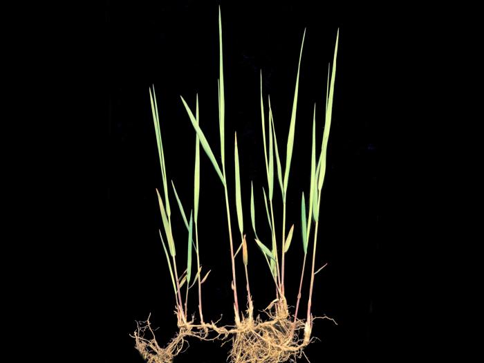 Calamagrostide Canada(Calamagrostis canadensis)_10