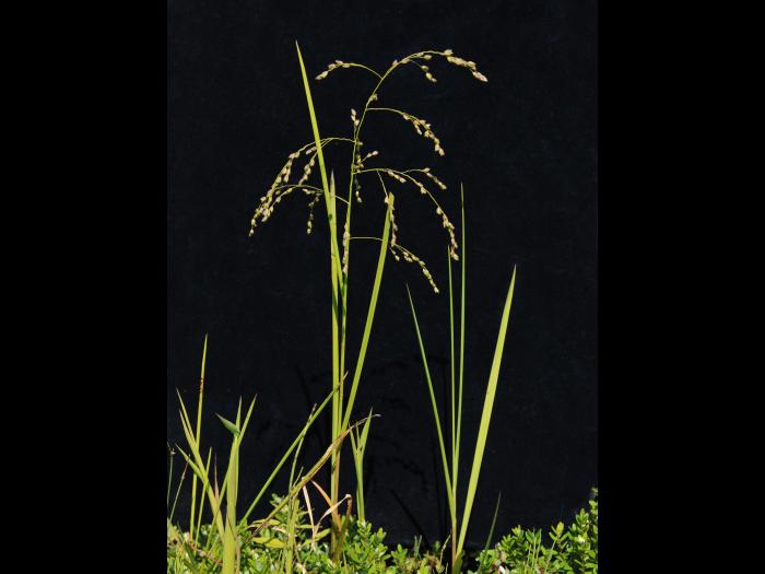 Glycérie Canada (Glyceria canadensis)_1