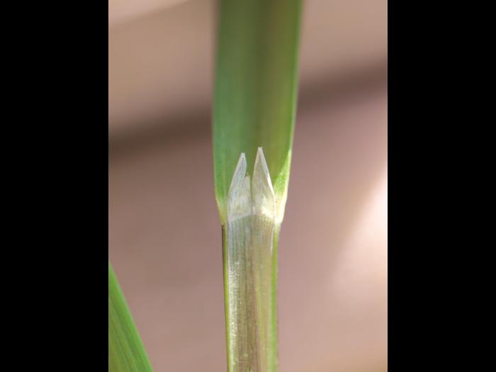 Glycérie Canada (Glyceria canadensis)_2