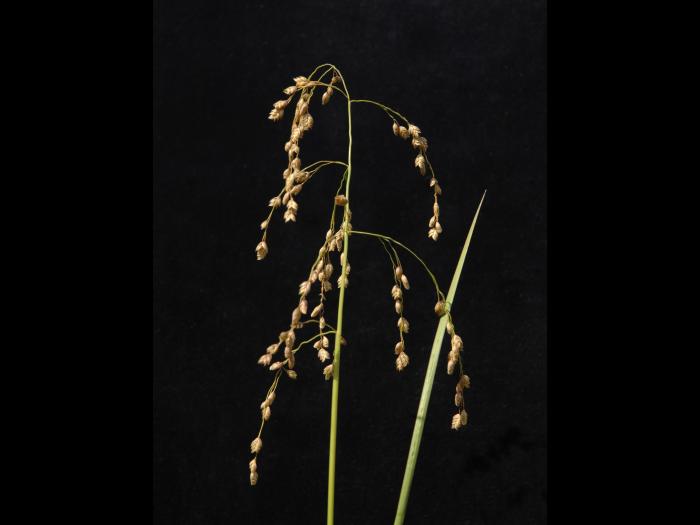 Glycérie Canada (Glyceria canadensis)_6