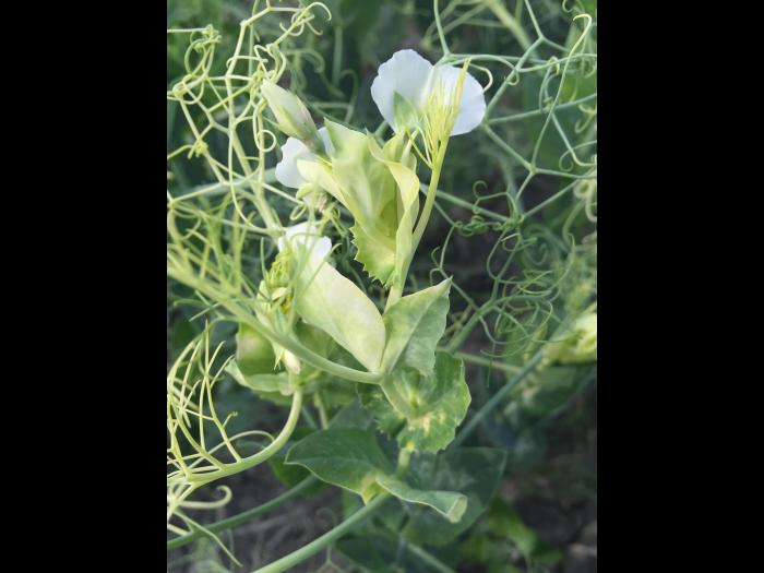 Pois - mésotrione (27)_1