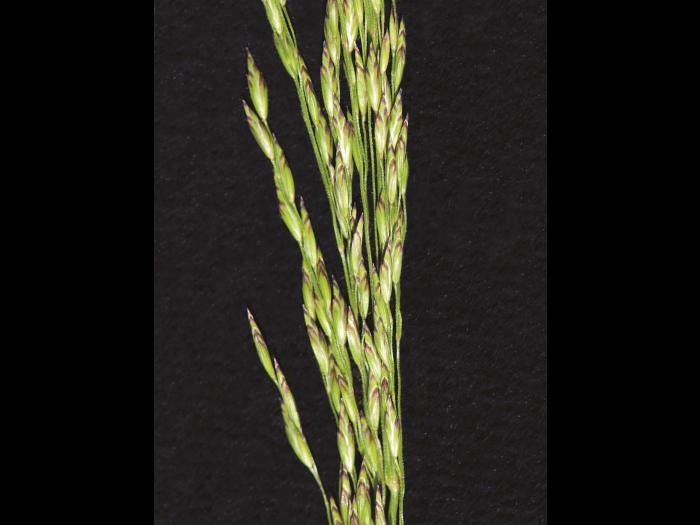 Pâturin marais (Poa palustris)_2