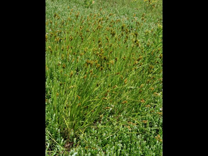 Carex balais(Carex scoparia)_1
