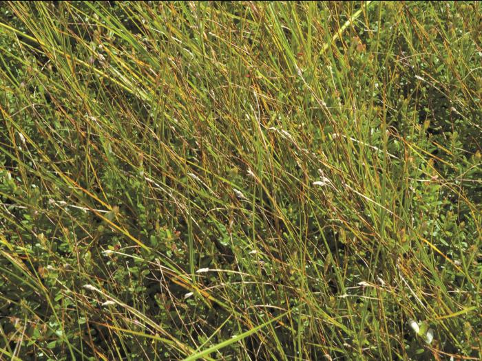 Carex longs stolons(Carex chordorrhiza)_5