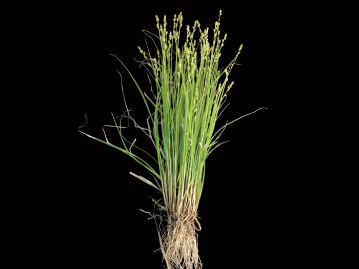 Carex blanchâtre(Carex canescens)_2
