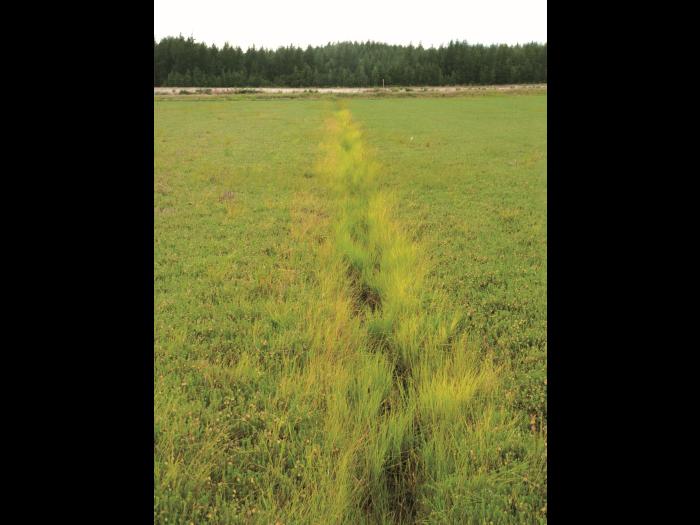 Carex blanchâtre(Carex canescens)_4