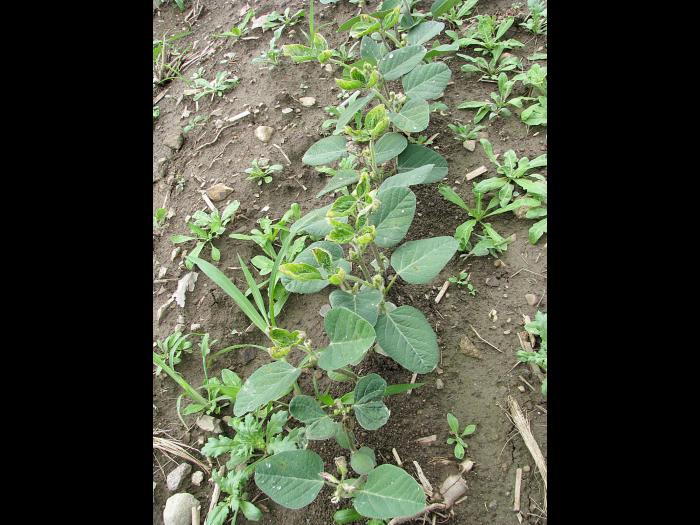 Soya - dicamba (4)_2