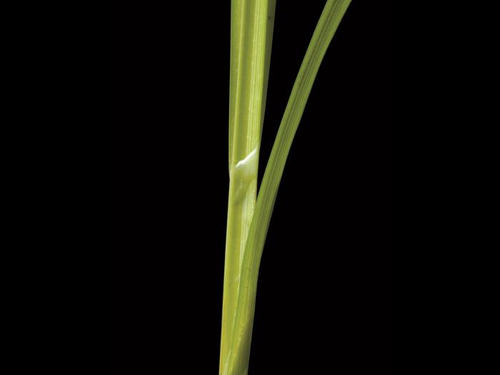 Carex luisant(Carex lurida)_2
