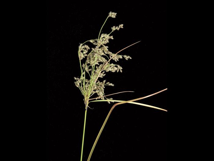 Scirpe ceinture noire (Scirpus atrocinctus)_1