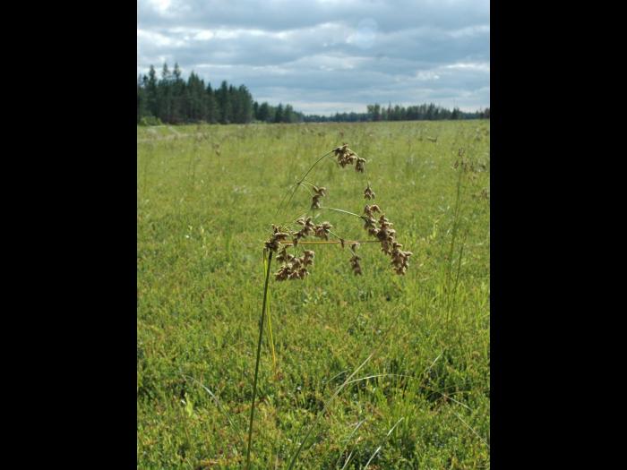 Scirpe ceinture noire (Scirpus atrocinctus)_2