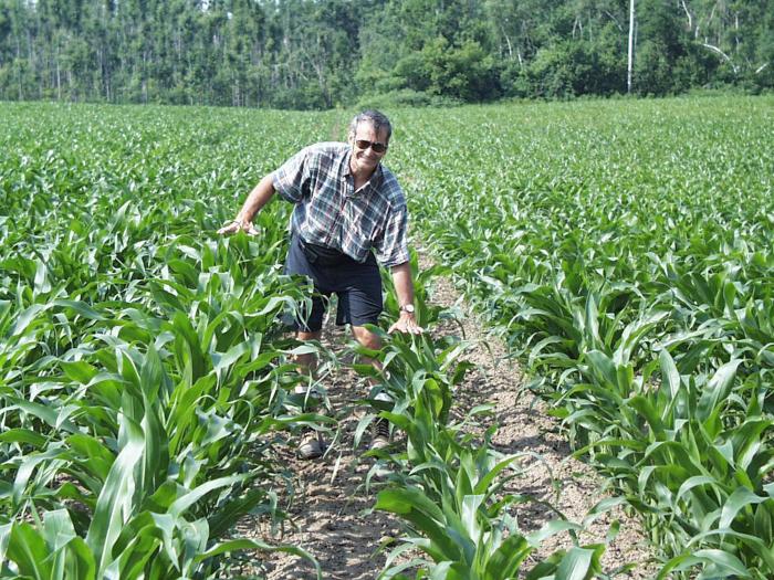 Maïs grain et fourrager - herbicide (2)_5