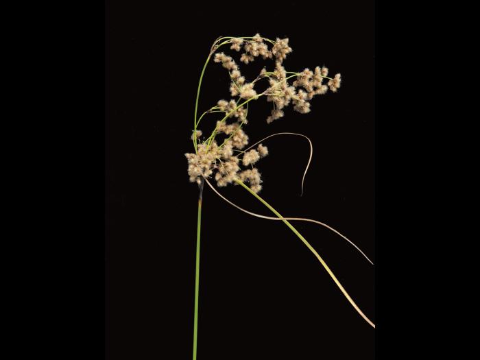 Scirpe souchet (Scirpus cyperinus)_2