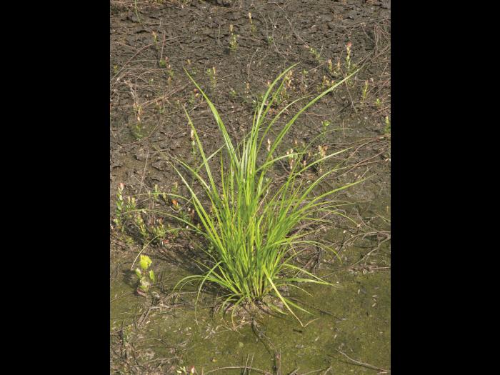 Scirpe souchet (Scirpus cyperinus)_6