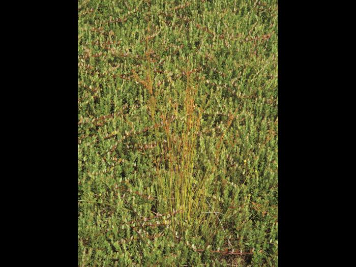 Jonc brévicaudé (Juncus tweetyi)_2