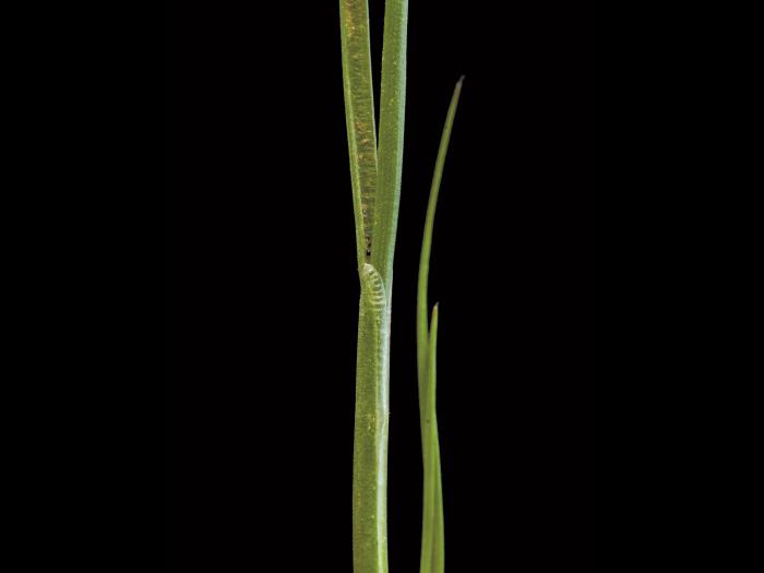 Jonc des crapauds (Juncus bufonius)_3