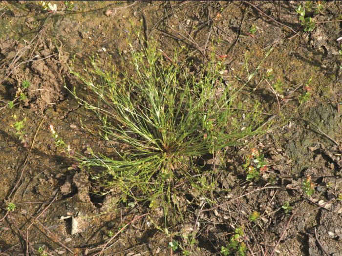 Jonc des crapauds (Juncus bufonius)_4