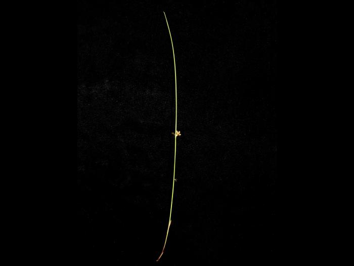 Jonc filiforme (Juncus filiformis)_3