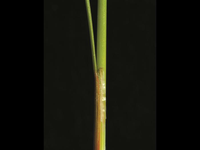 Jonc grêle (Juncus tenuis)_4